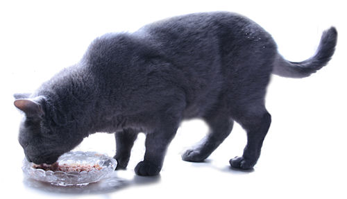 alte Katze