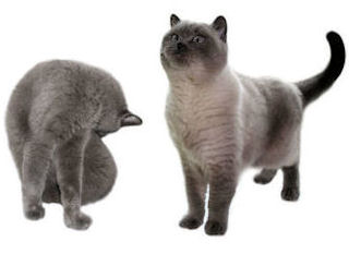 zwei Kater