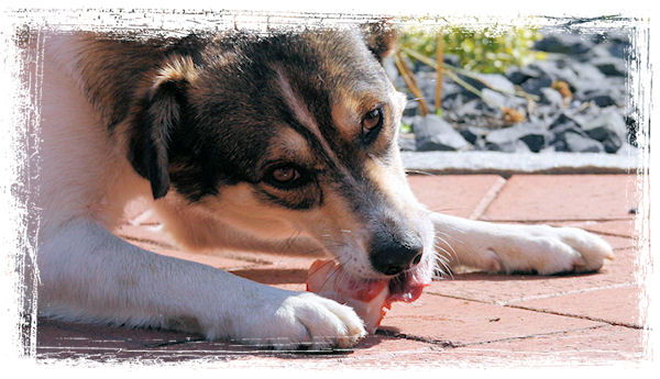 Hund mit Knochen