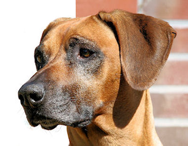 Rhodesian Ridgeback