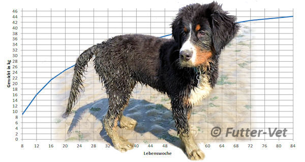 Junghund Berner Sennen